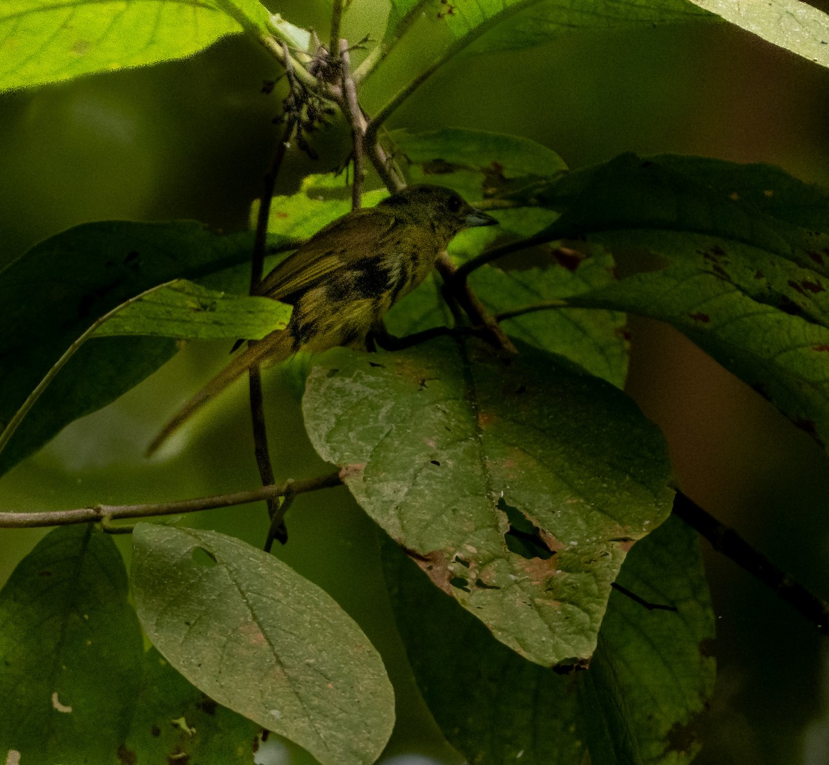 White-shouldered Tanager - ML645871068