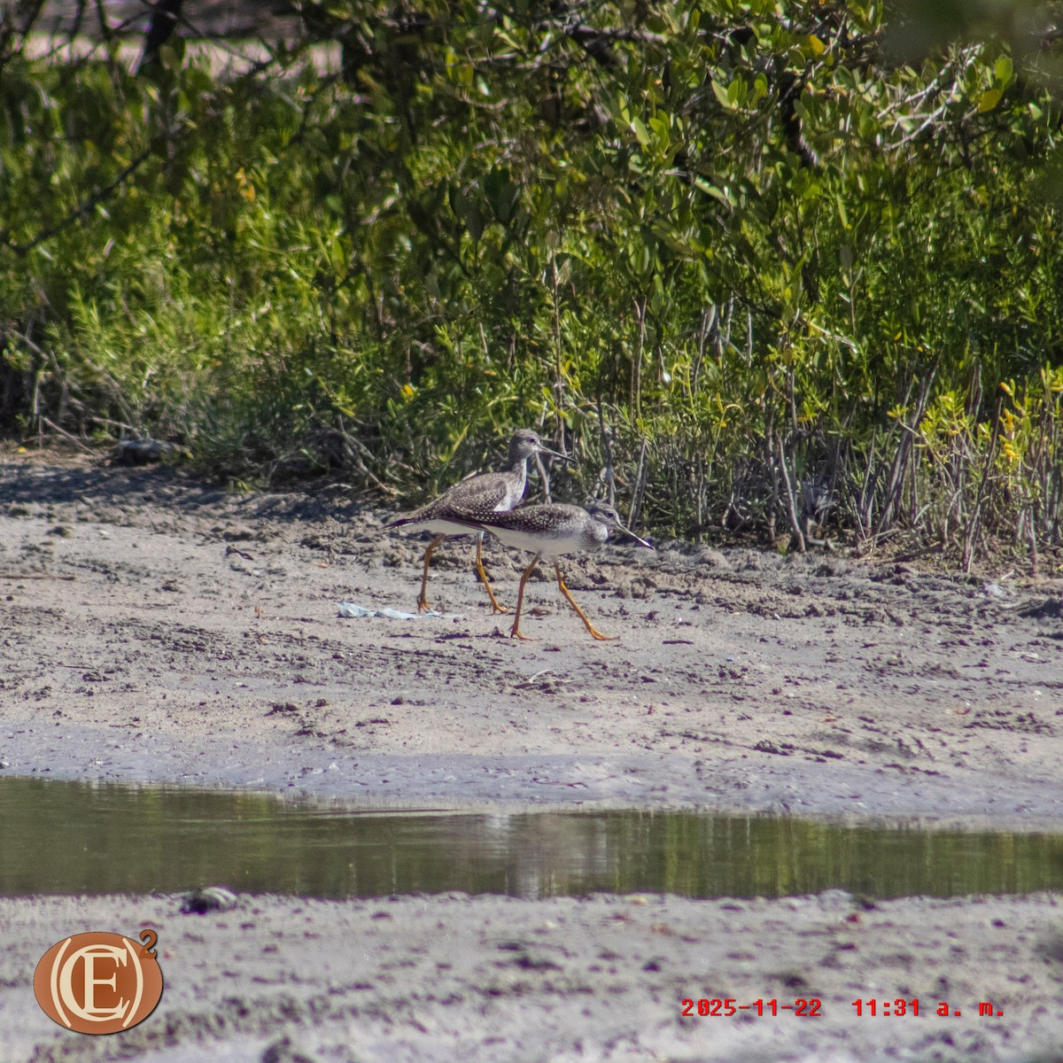 Greater Yellowlegs - ML645871070