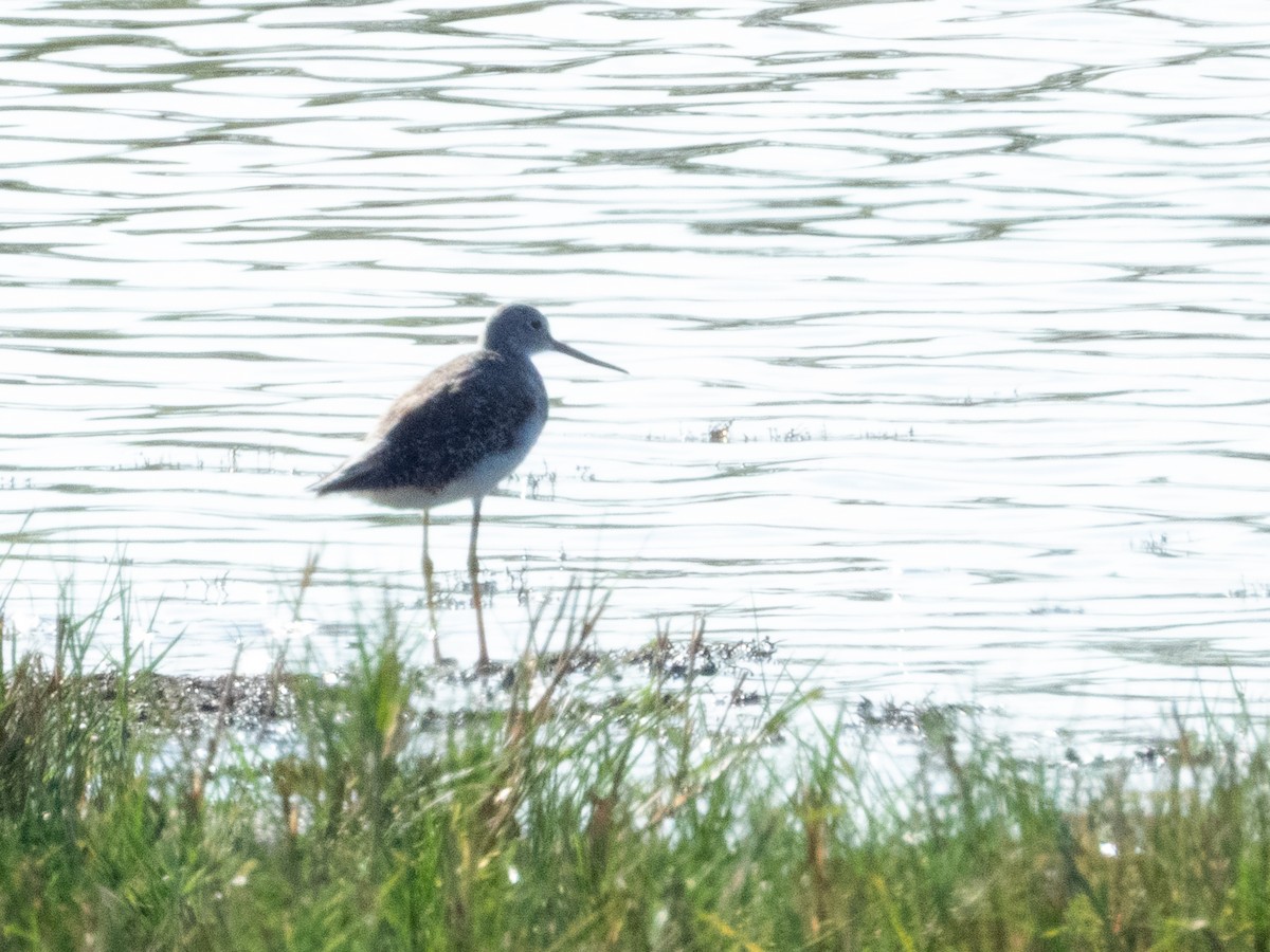 Greater Yellowlegs - ML645871073