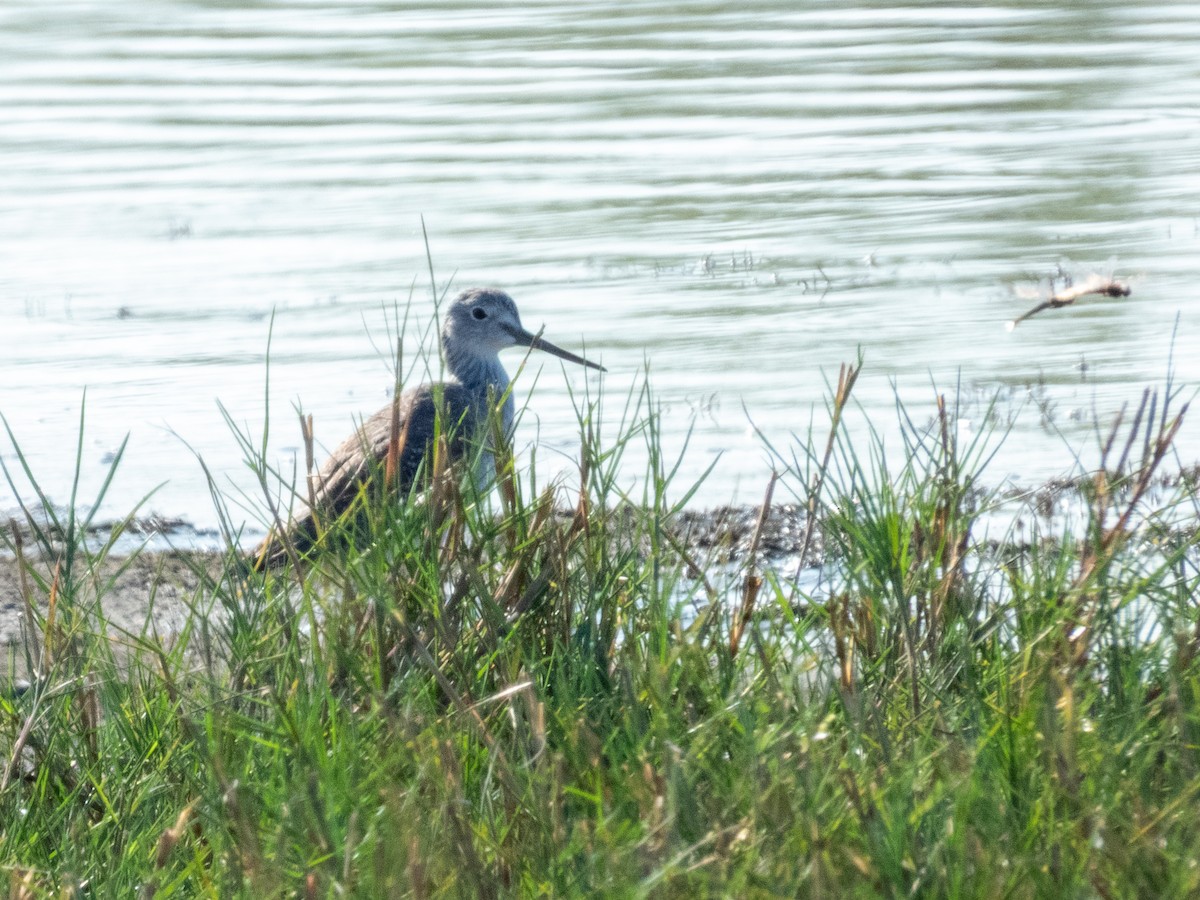 Greater Yellowlegs - ML645871074
