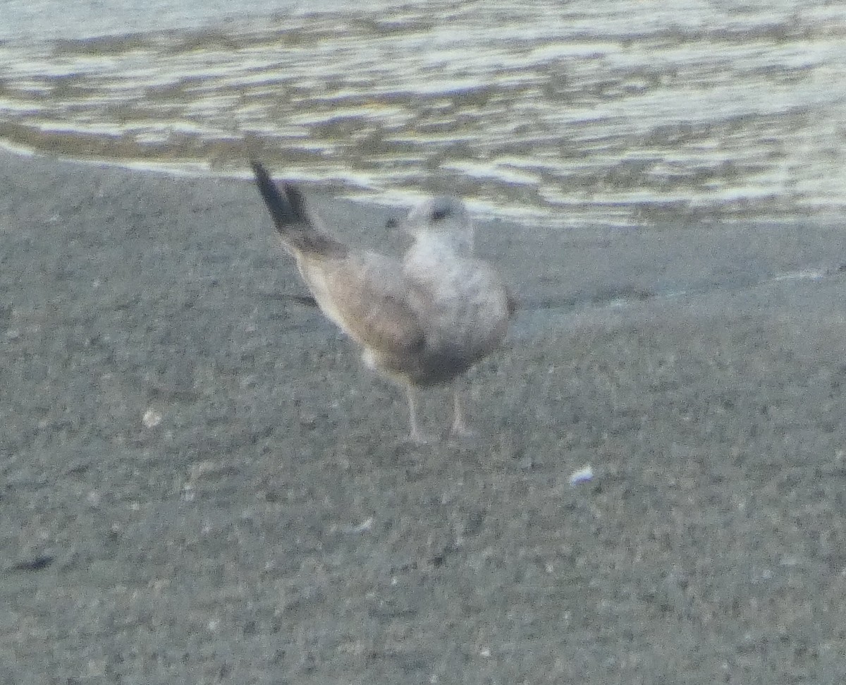 Short-billed Gull - ML645871075