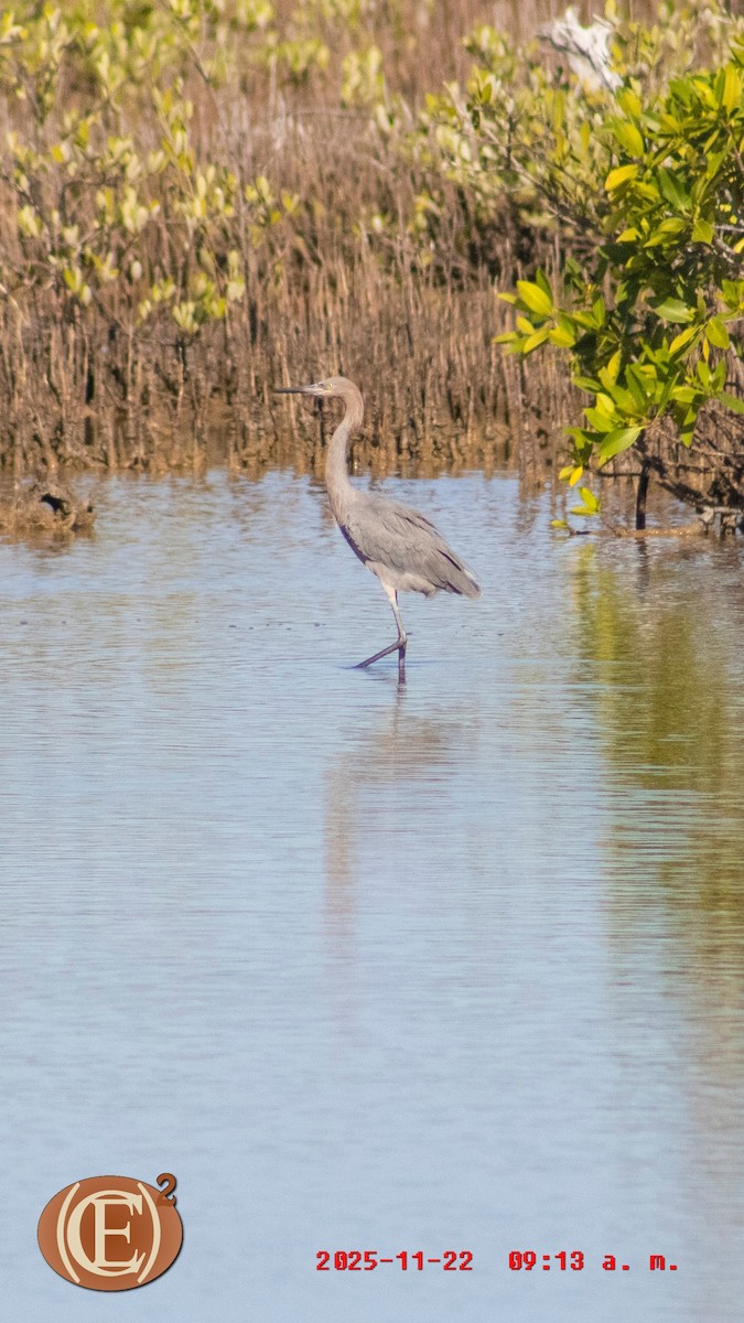 Reddish Egret - ML645871083