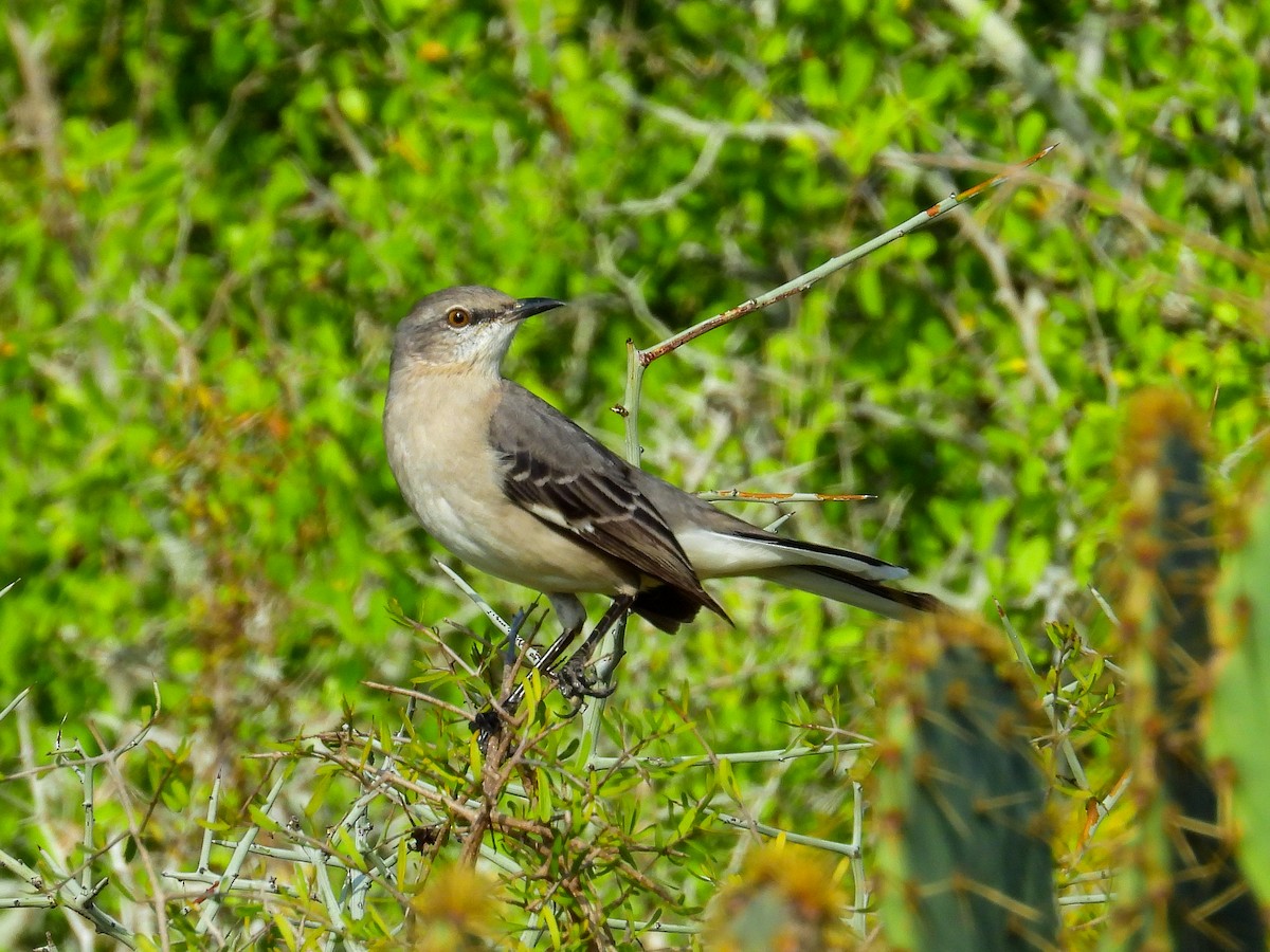 Northern Mockingbird - ML645871088