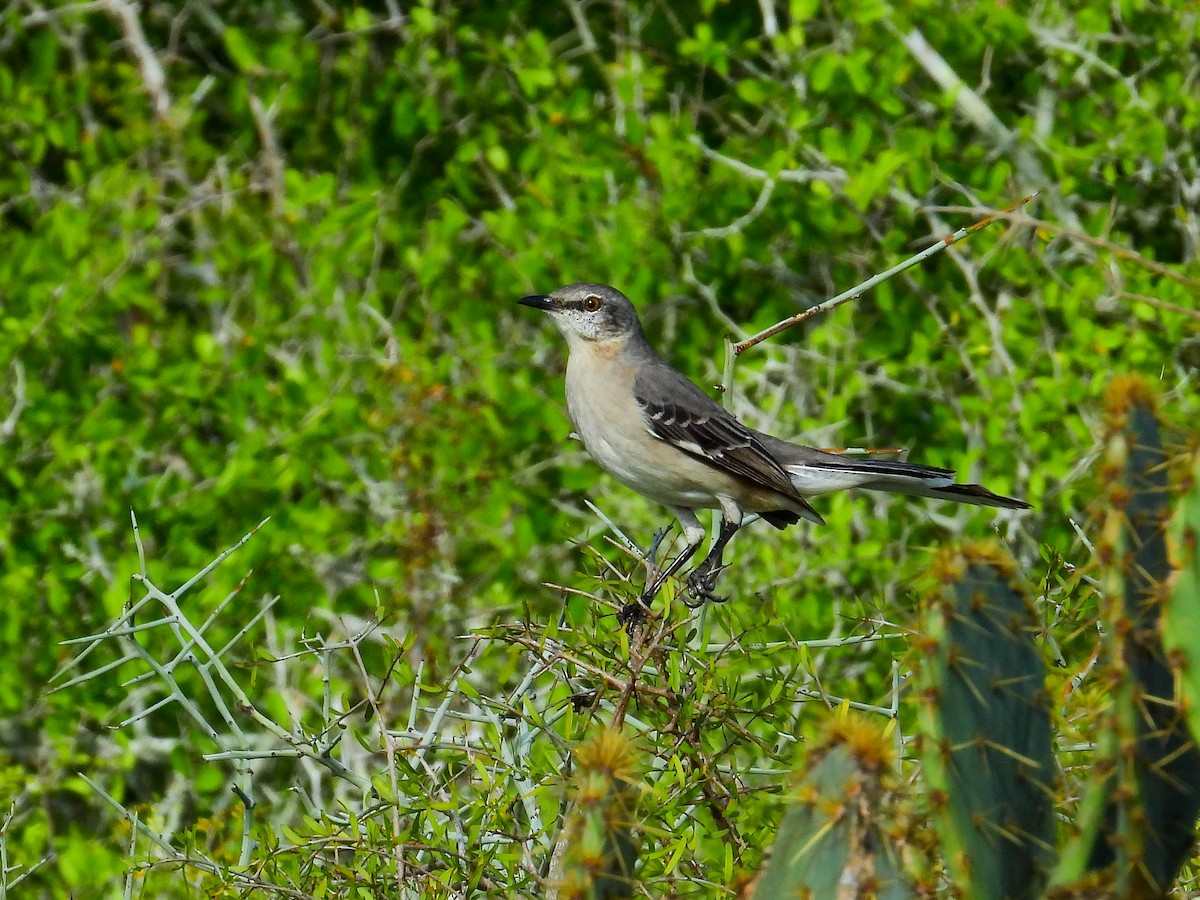Northern Mockingbird - ML645871089