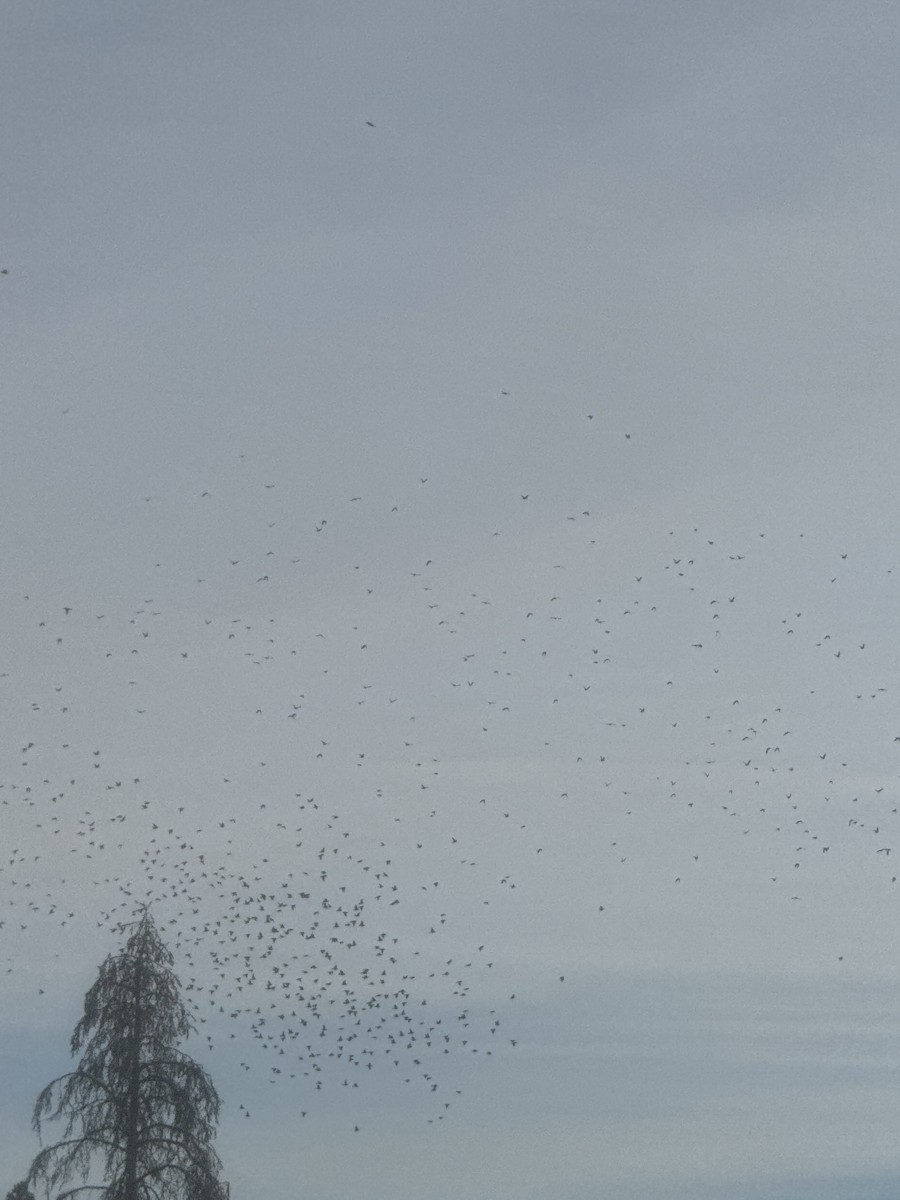 Bohemian Waxwing - ML645871091