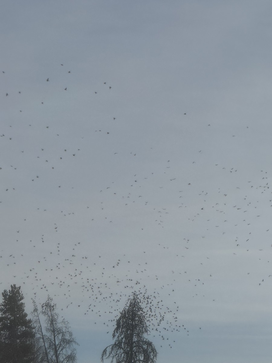 Bohemian Waxwing - ML645871092