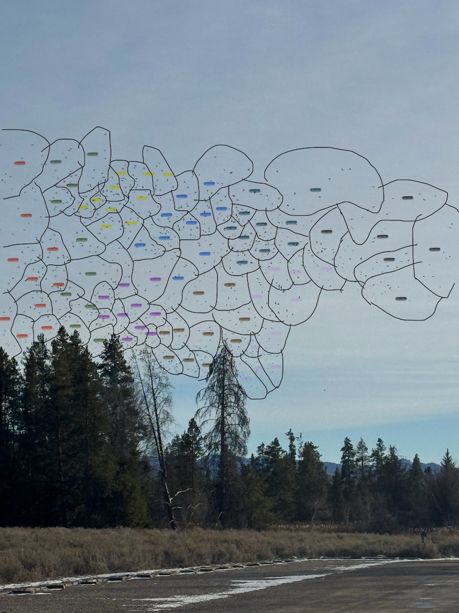 Bohemian Waxwing - ML645871093