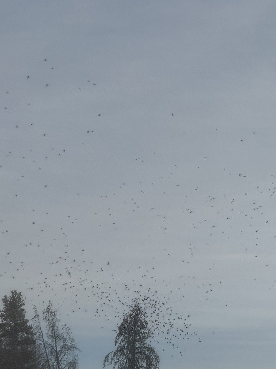 Bohemian Waxwing - ML645871094