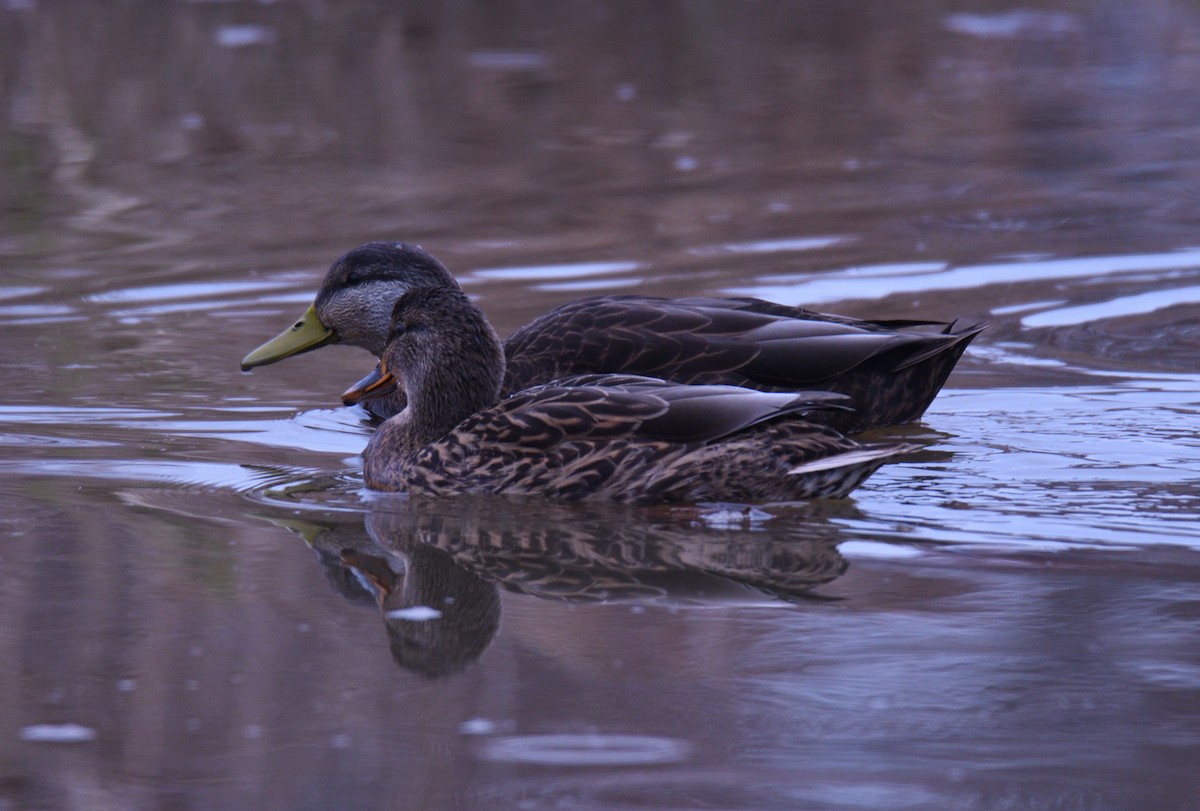 rødfotand - ML645871102