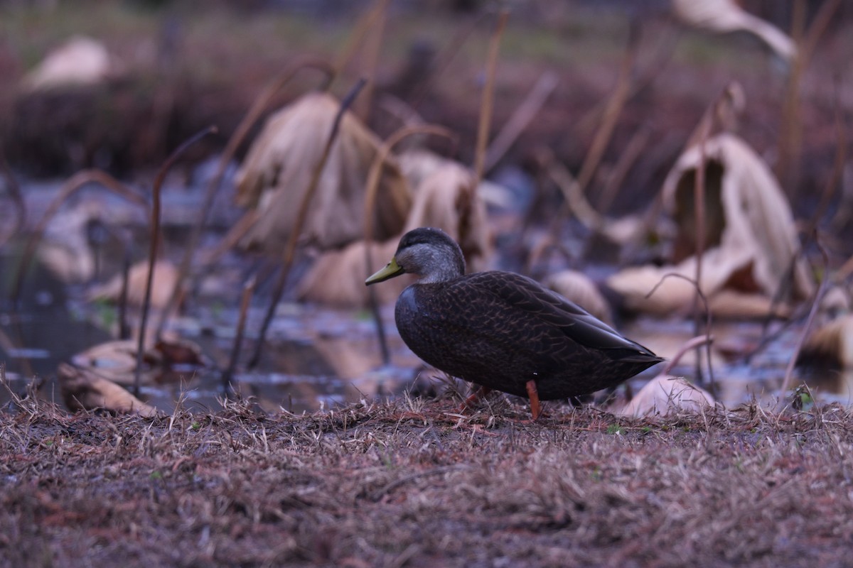 rødfotand - ML645871103