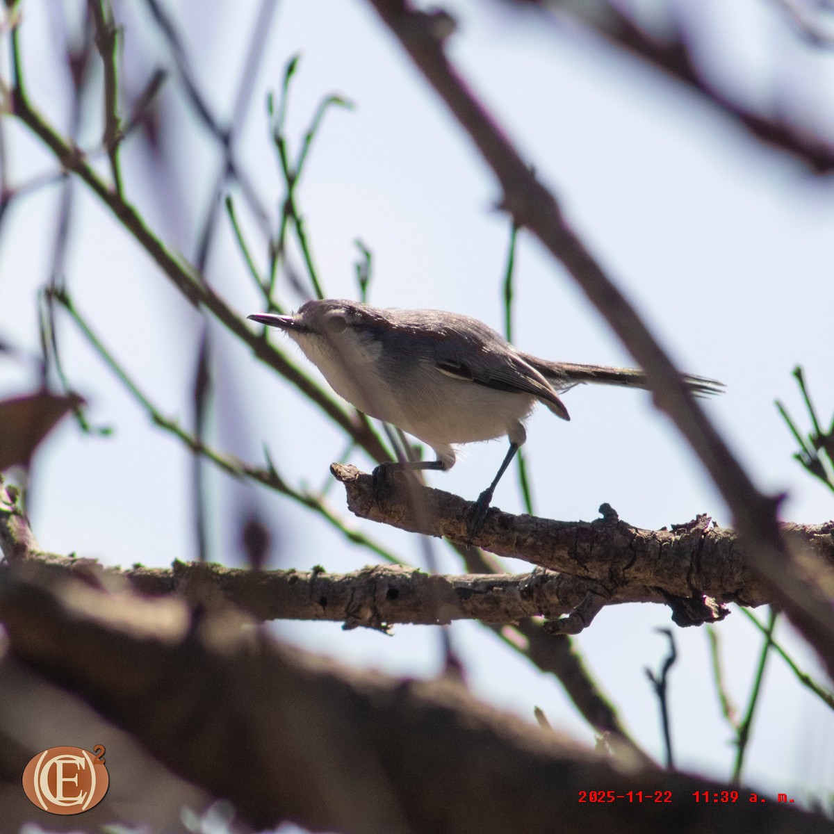 Yucatan Gnatcatcher - ML645871105