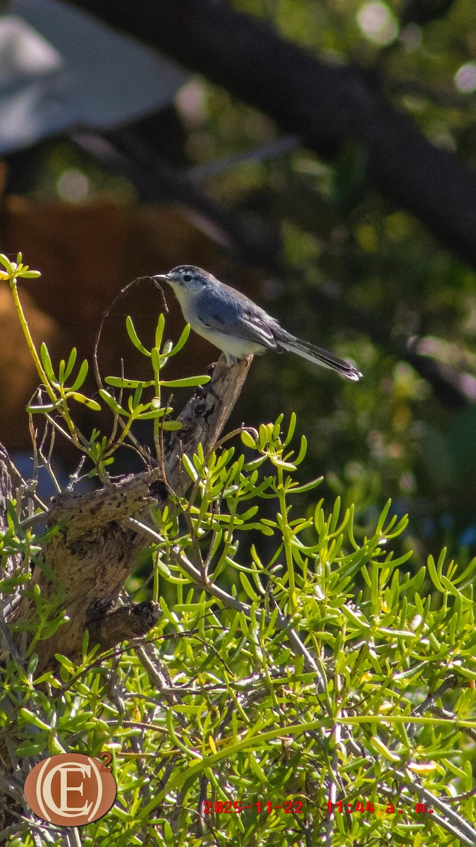 Yucatan Gnatcatcher - ML645871106