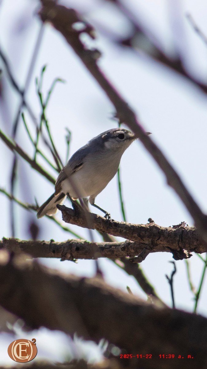 Yucatan Gnatcatcher - ML645871107