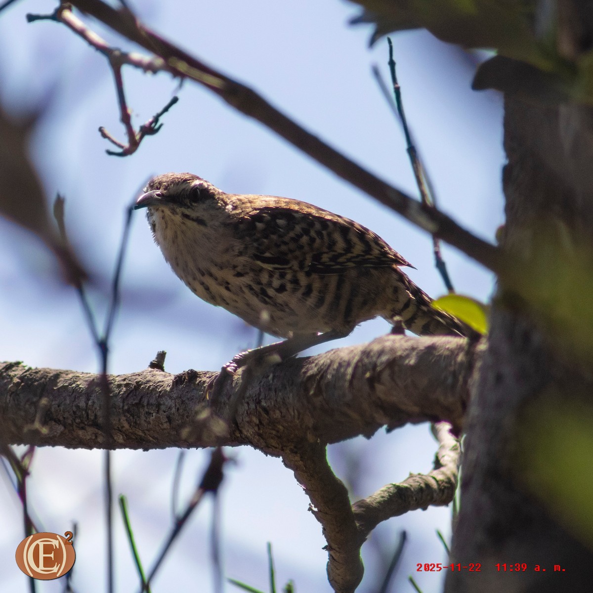 Yucatan Wren - ML645871126