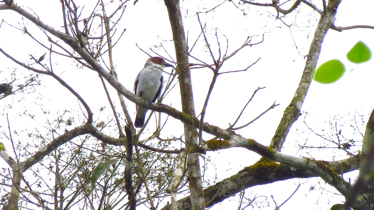 Black-crowned Tityra - ML645871127