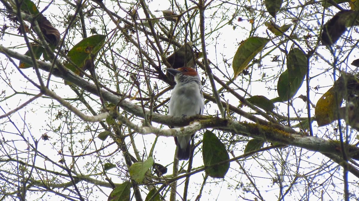 Black-crowned Tityra - ML645871128