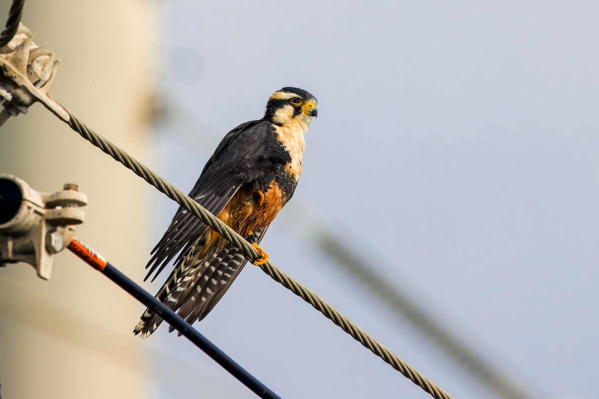 Aplomado Falcon - ML645871133