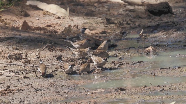 Plum-headed Finch - ML645871149