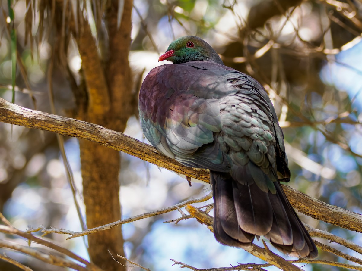 New Zealand Pigeon - ML645871164