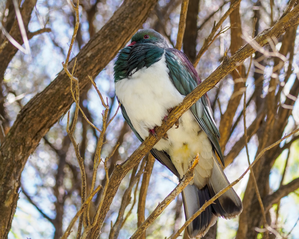 New Zealand Pigeon - ML645871165