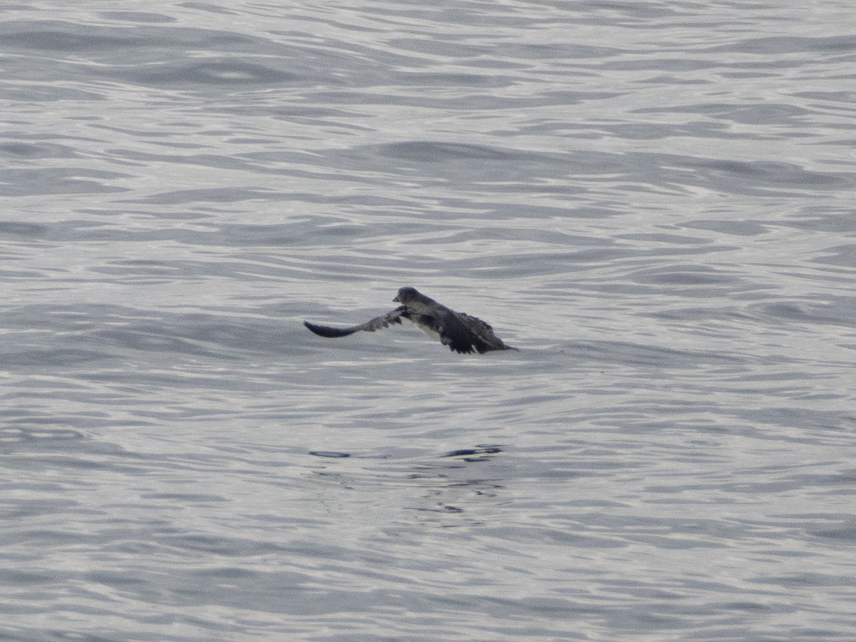 alkoun aleutský - ML645871179