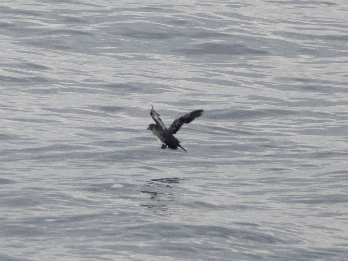 alkoun aleutský - ML645871180