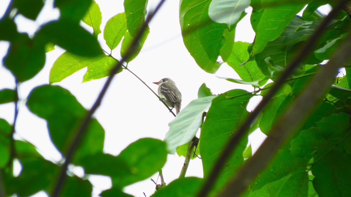 Tumbes Pewee - ML645871181