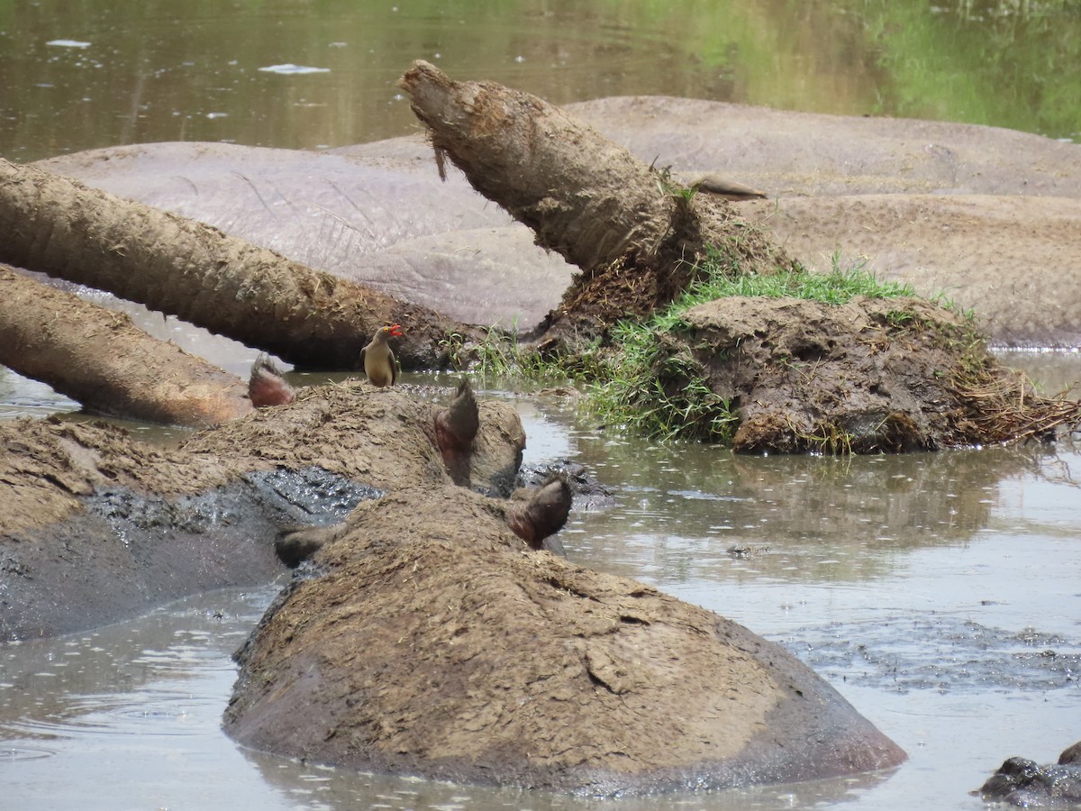 Picabueyes Piquirrojo - ML645871185