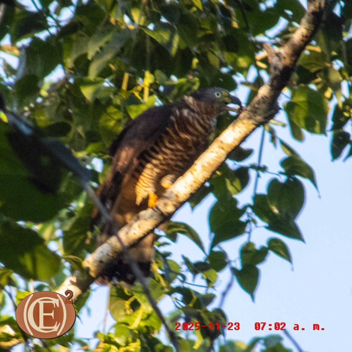 Hook-billed Kite - ML645871186