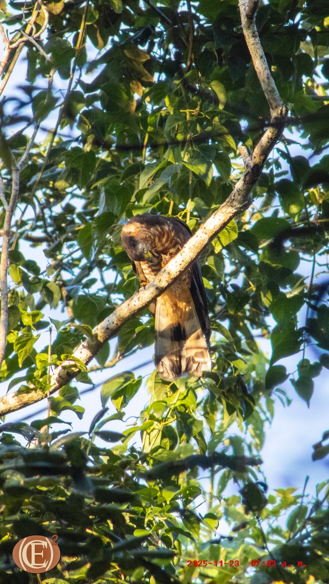 Hook-billed Kite - ML645871187