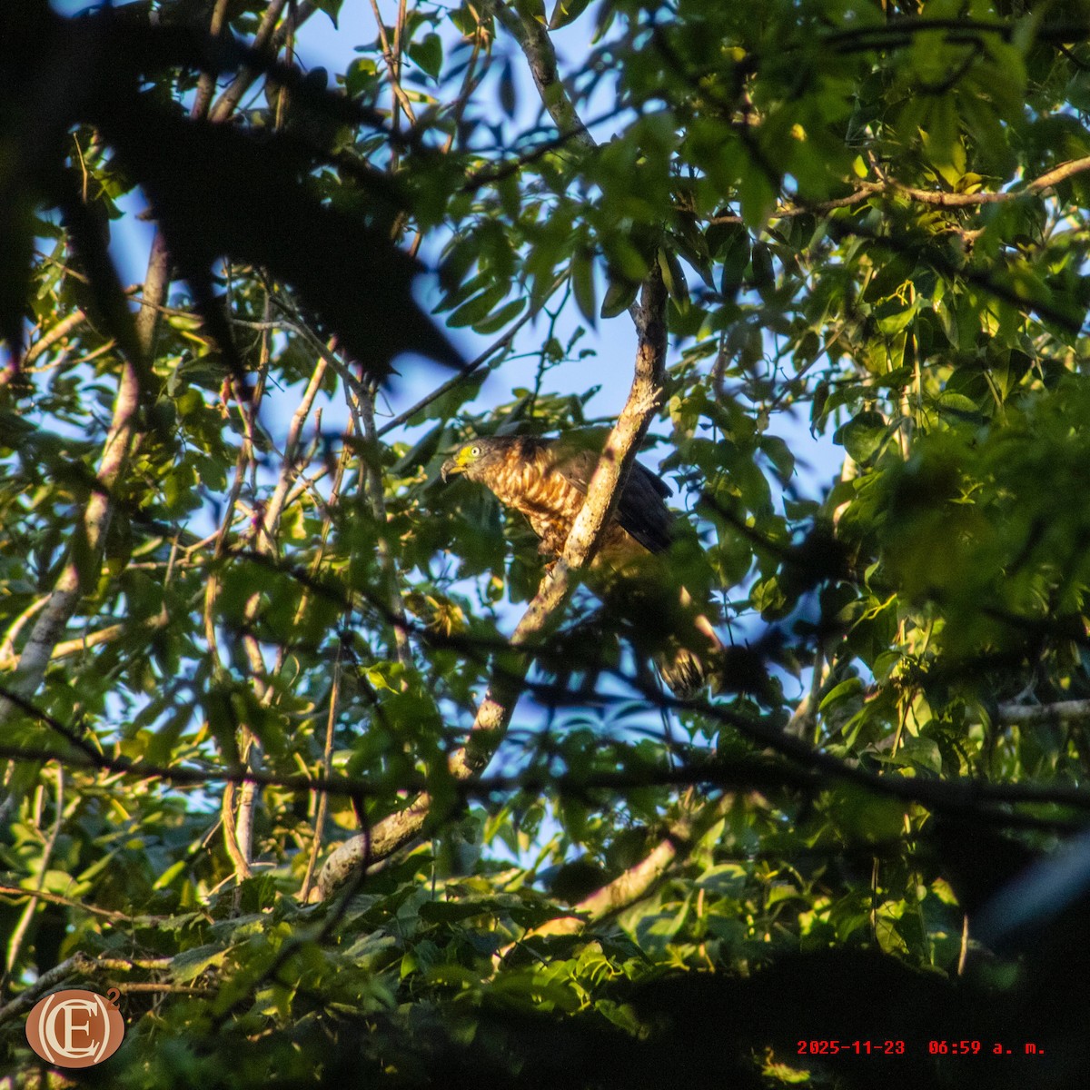 Hook-billed Kite - ML645871188
