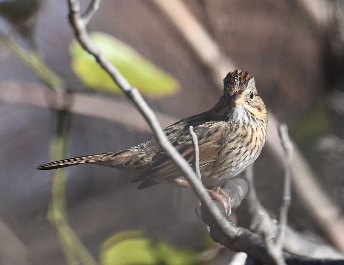 Lincoln's Sparrow - ML645871202
