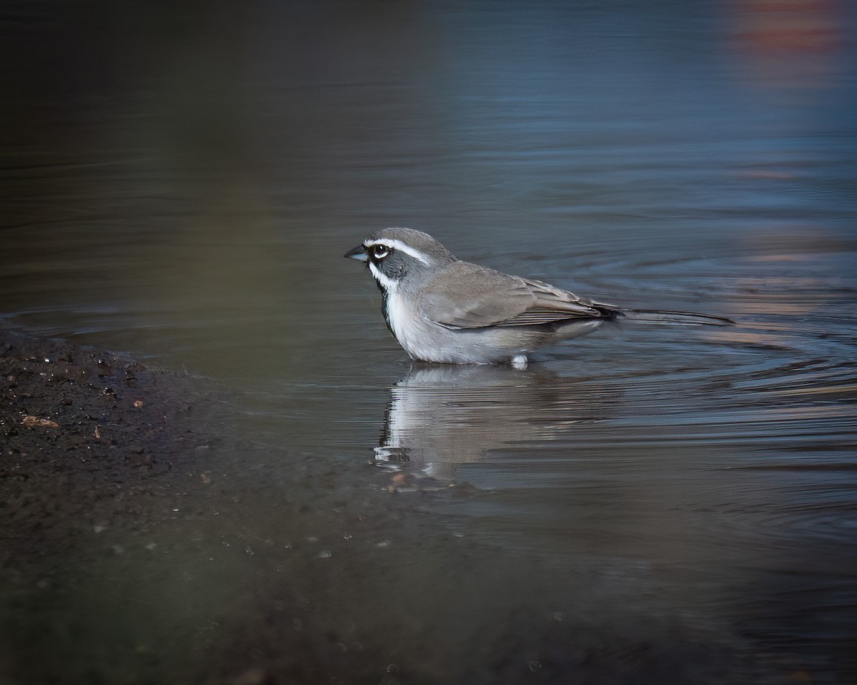 Black-throated Sparrow - ML645871210