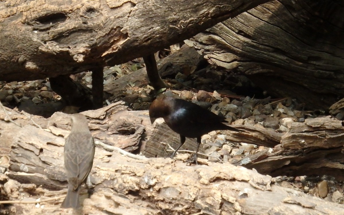 Brown-headed Cowbird - ML645871218