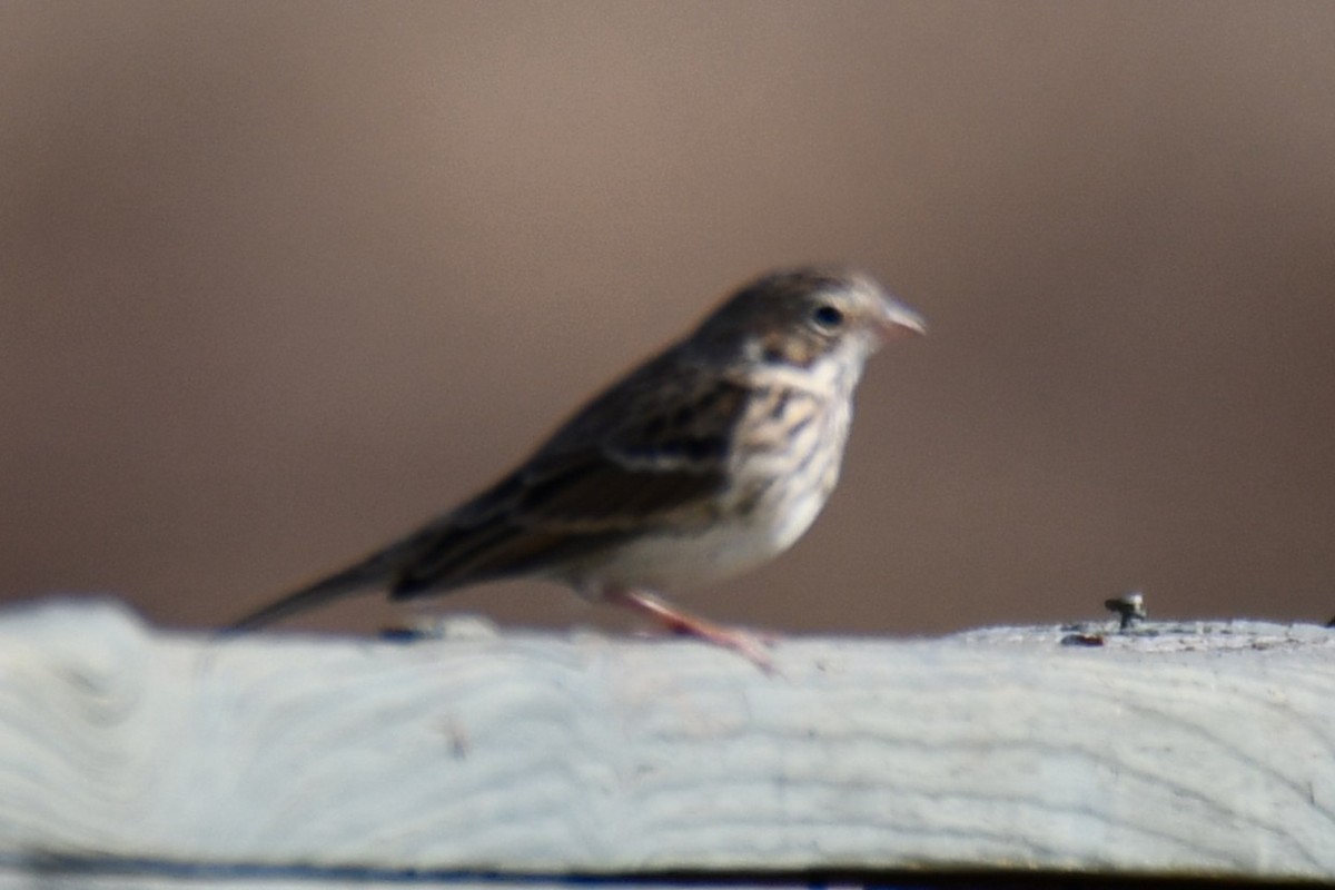 Vesper Sparrow - ML645871220