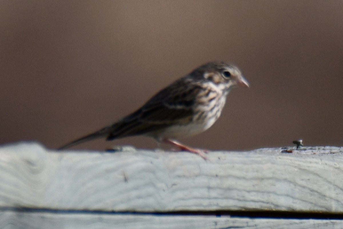 Vesper Sparrow - ML645871221
