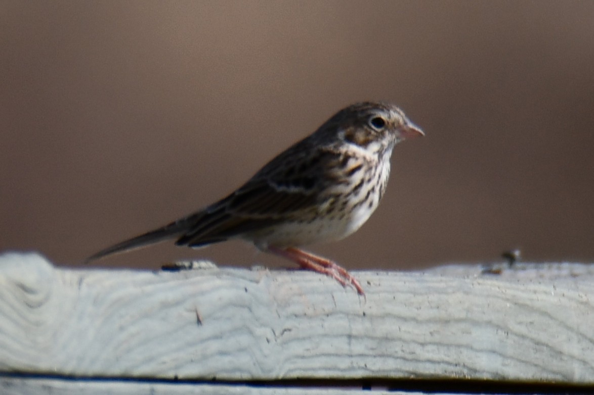 Vesper Sparrow - ML645871222