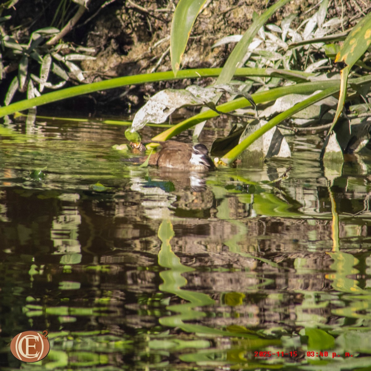 Sungrebe - ML645871230