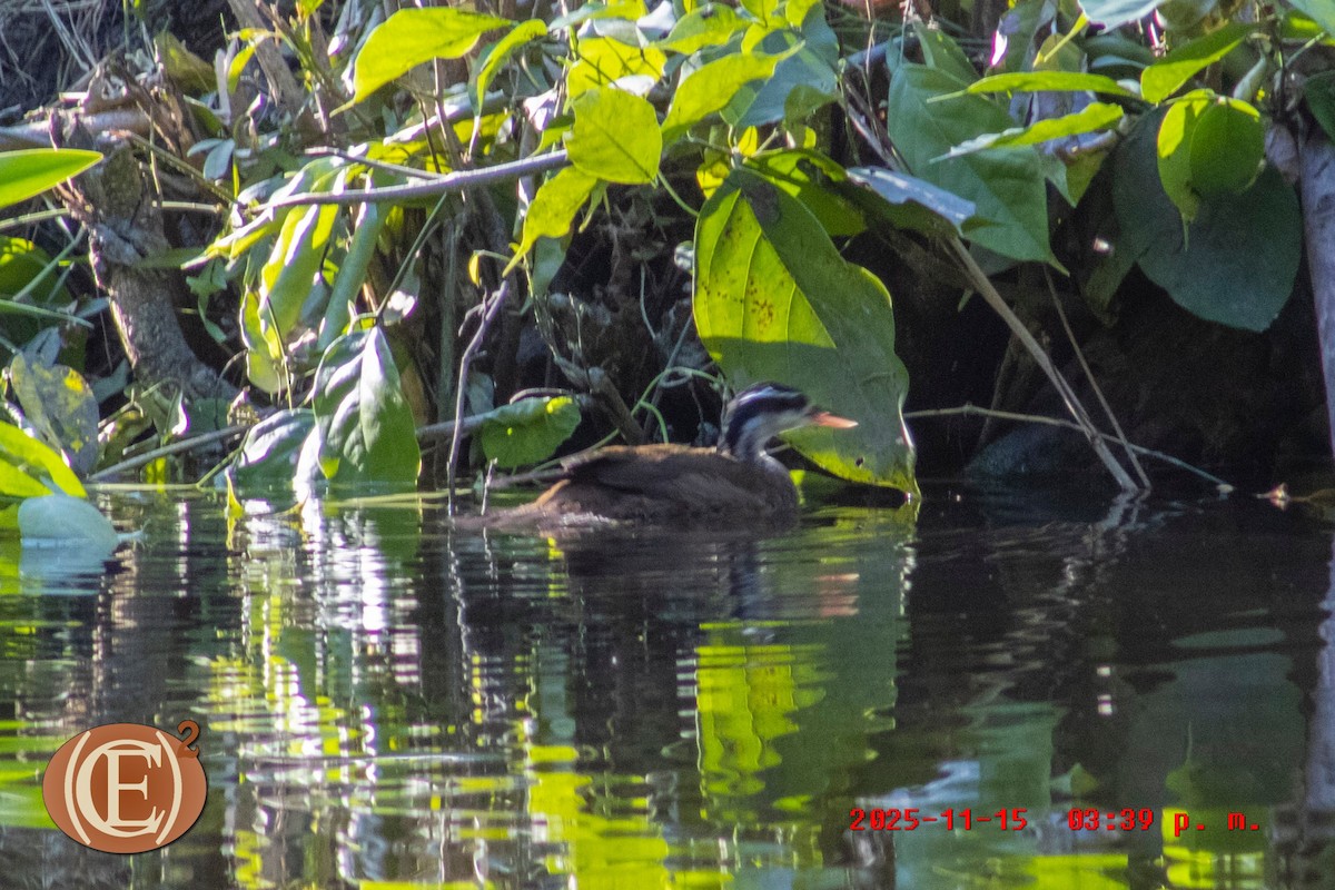 Sungrebe - ML645871231