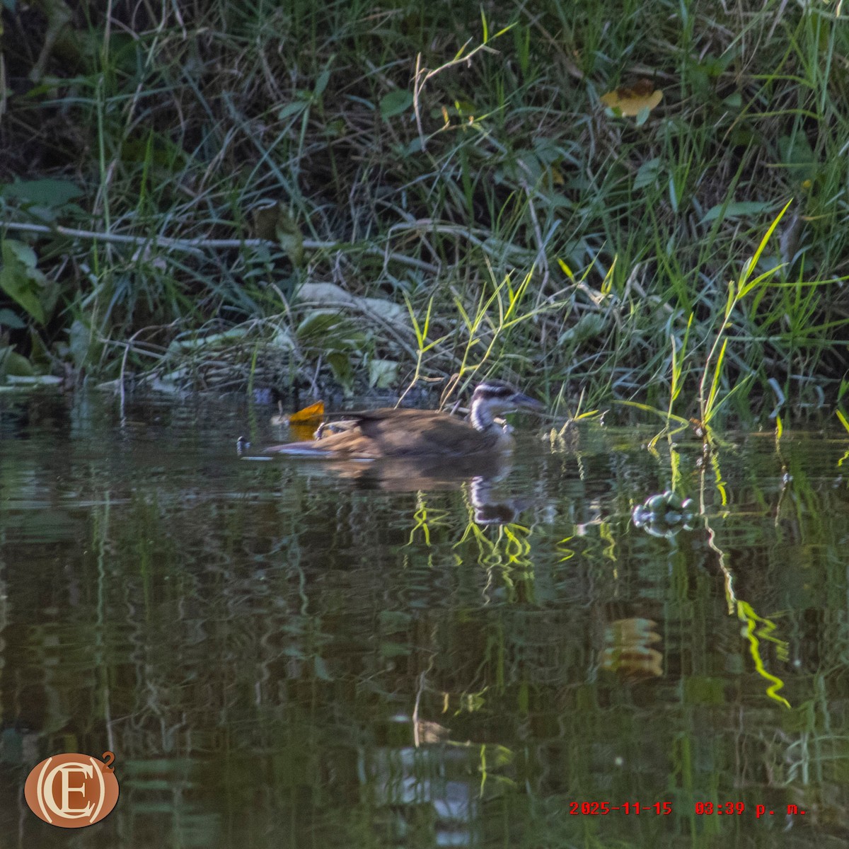 Sungrebe - ML645871232