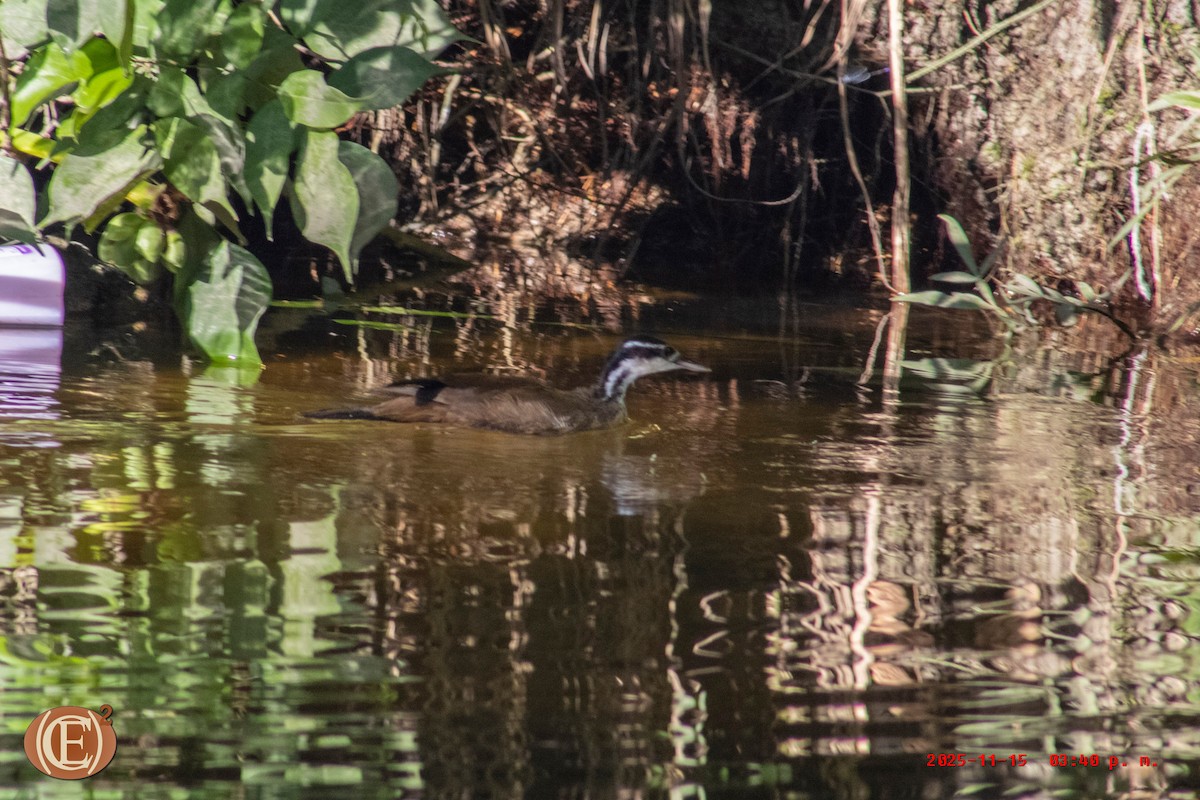 Sungrebe - ML645871233