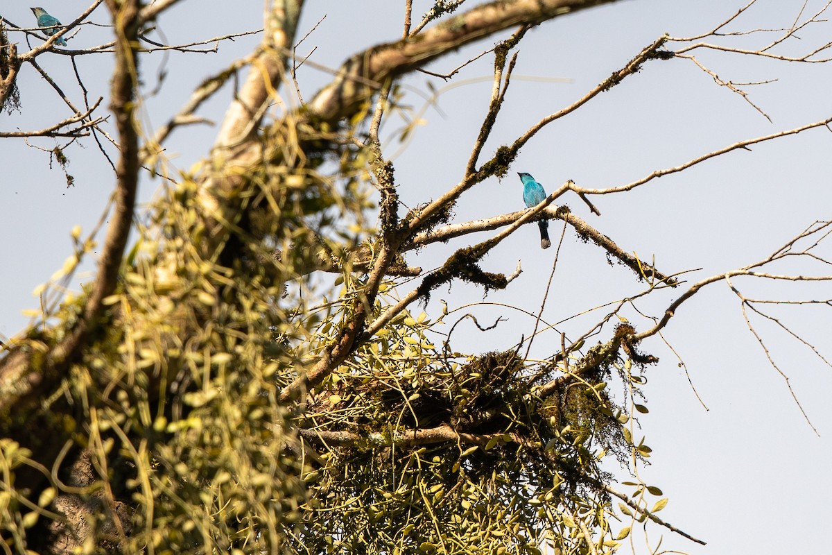 銅藍鶲 - ML645871244