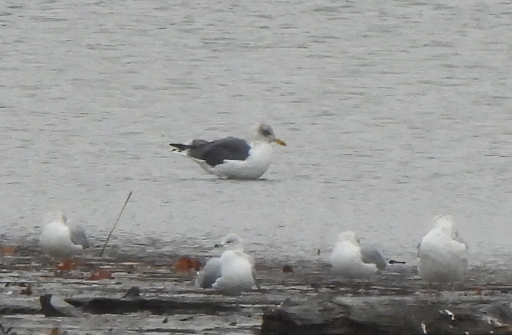 Gaviota Sombría - ML645871245