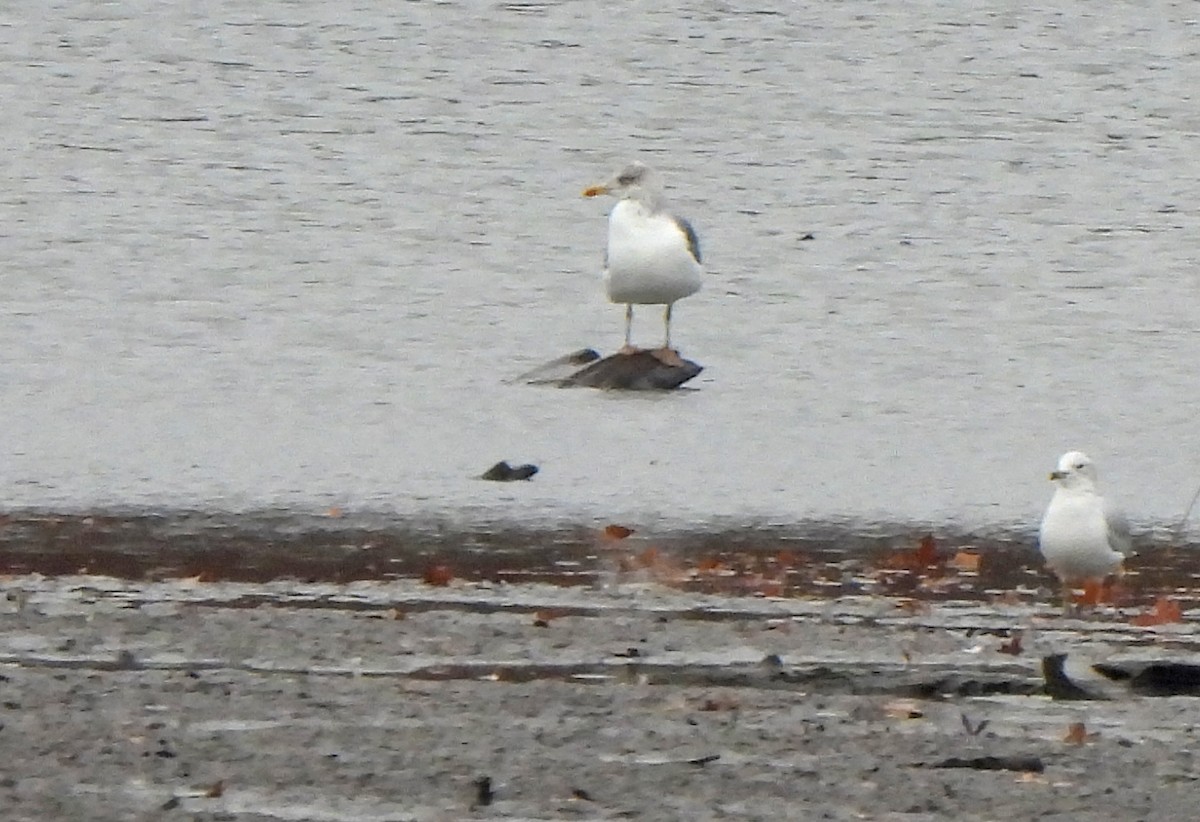 Gaviota Sombría - ML645871246