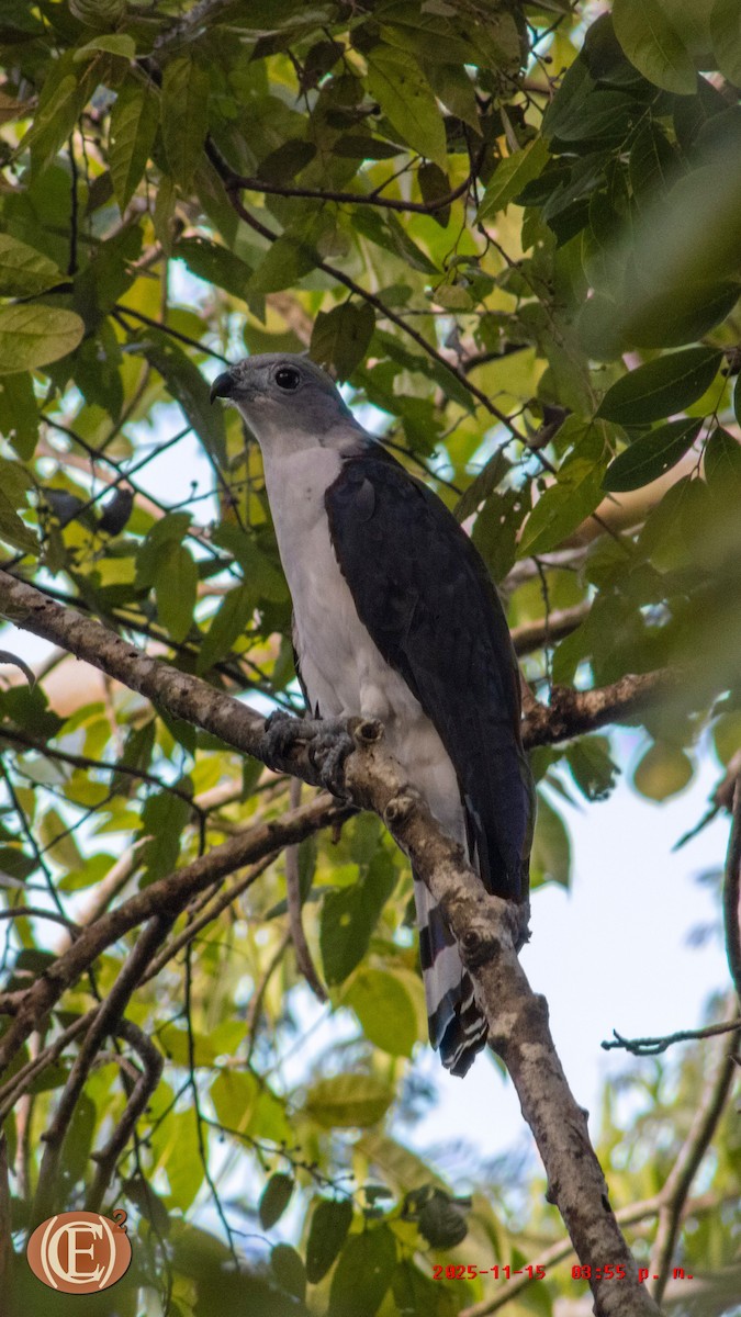 Gray-headed Kite - ML645871256