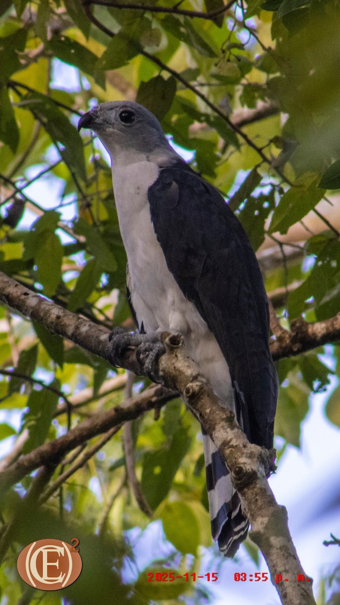 Gray-headed Kite - ML645871257
