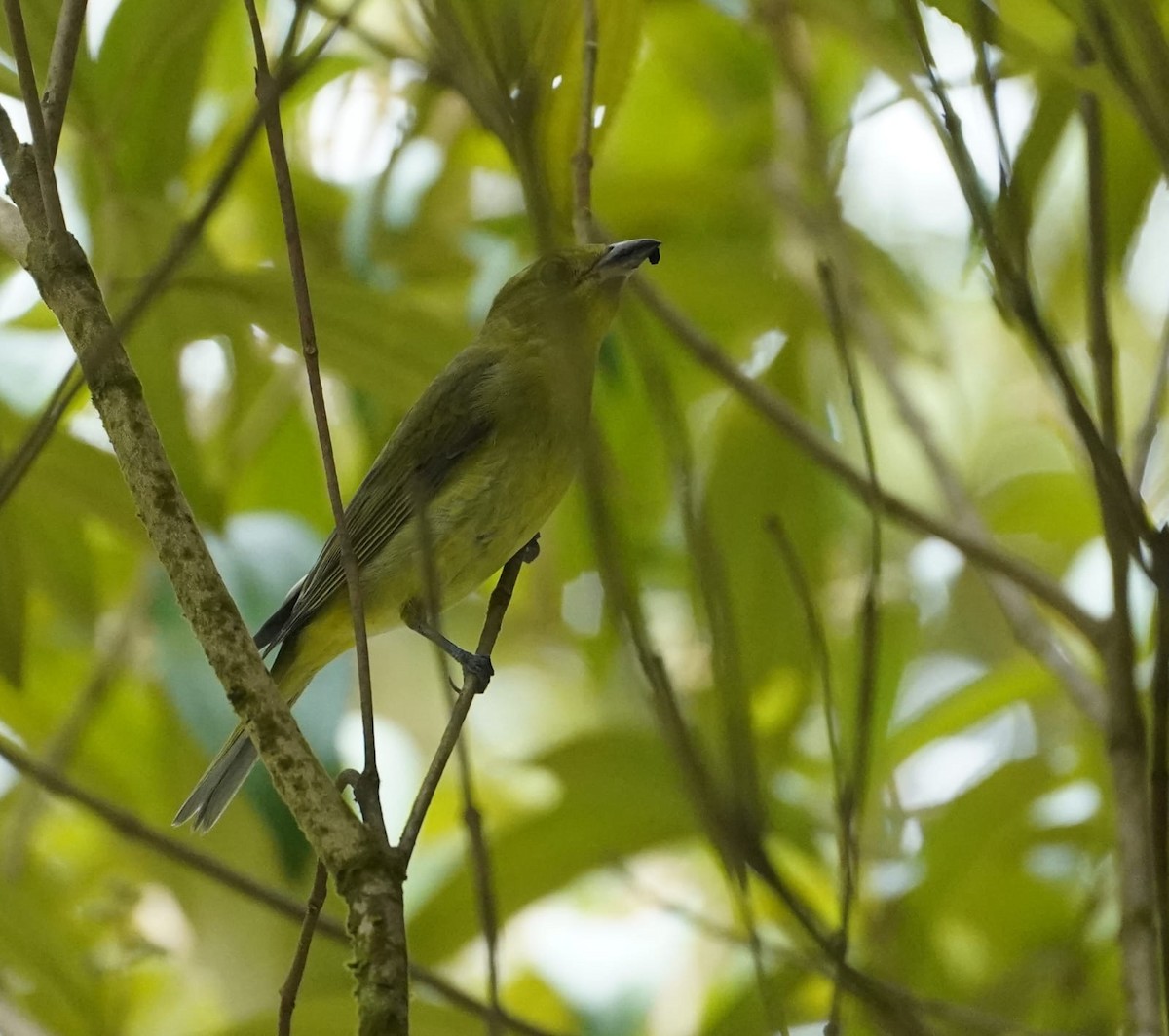 Scarlet Tanager - ML645871261