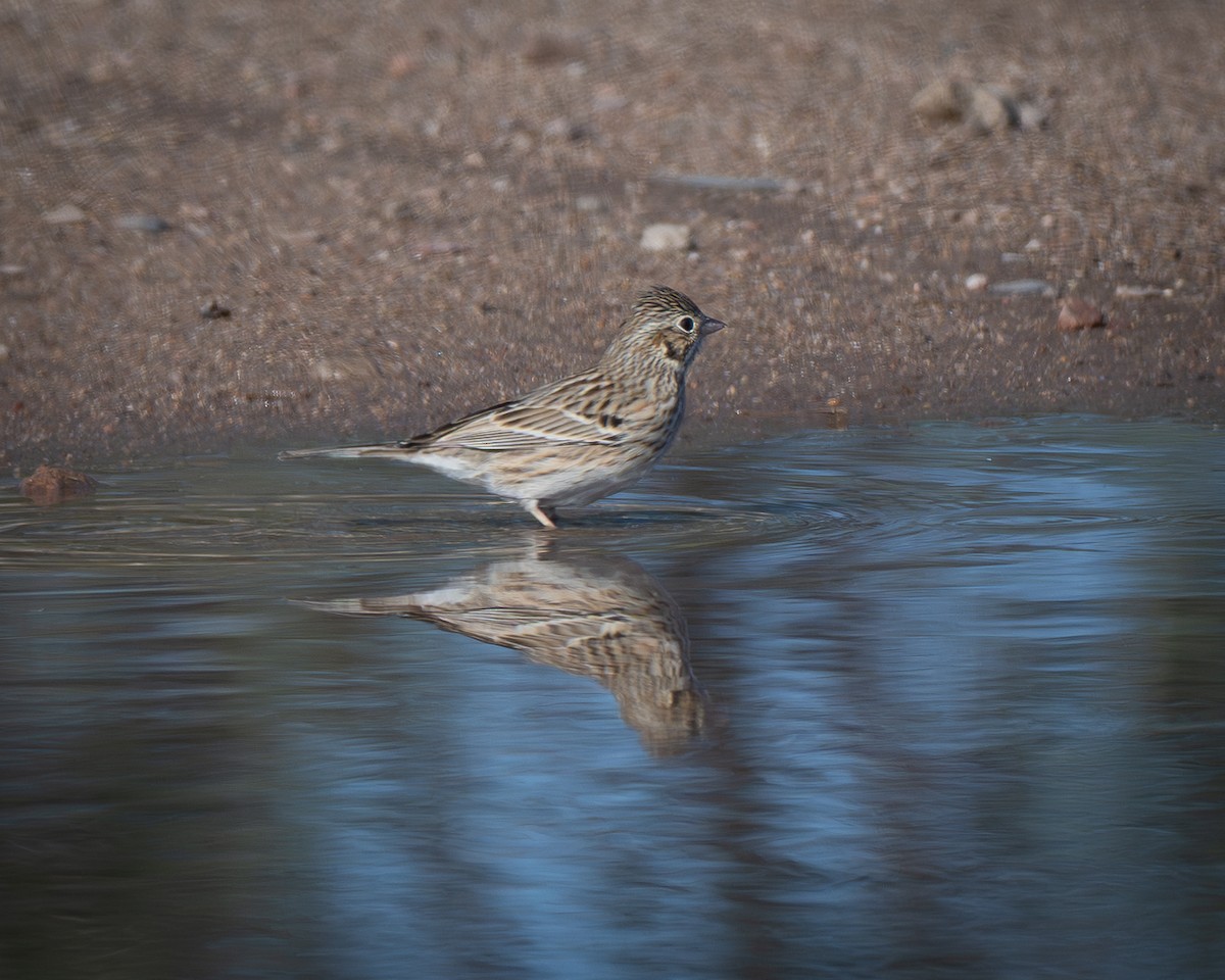 Vesper Sparrow - ML645871262