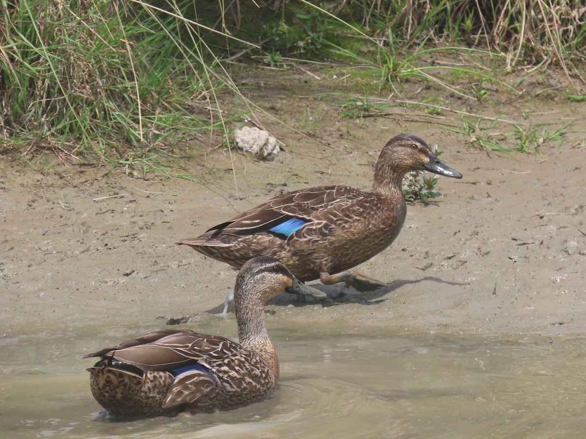 Pacific Black Duck/Mallard - ML645871276