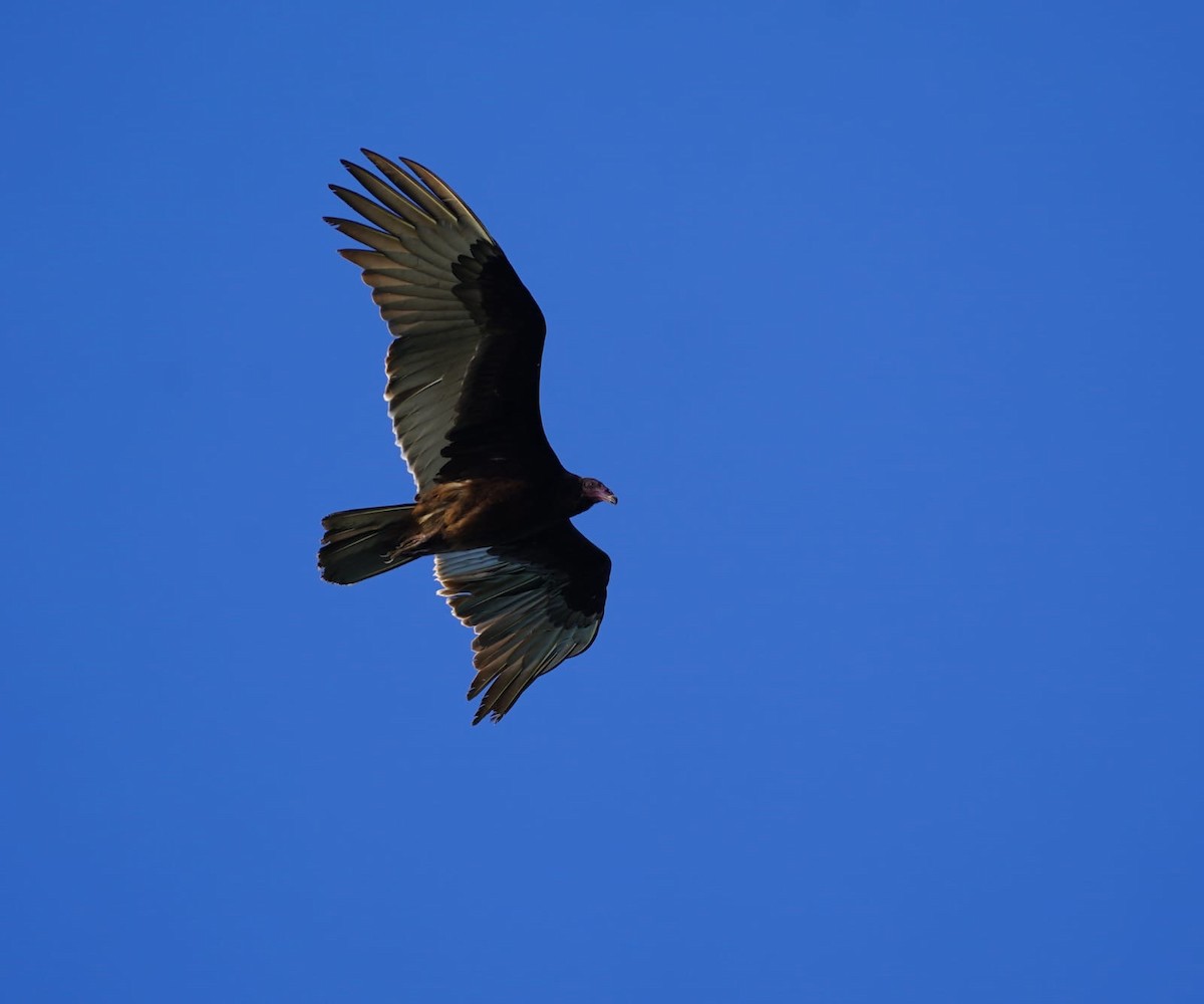Turkey Vulture - ML645871285
